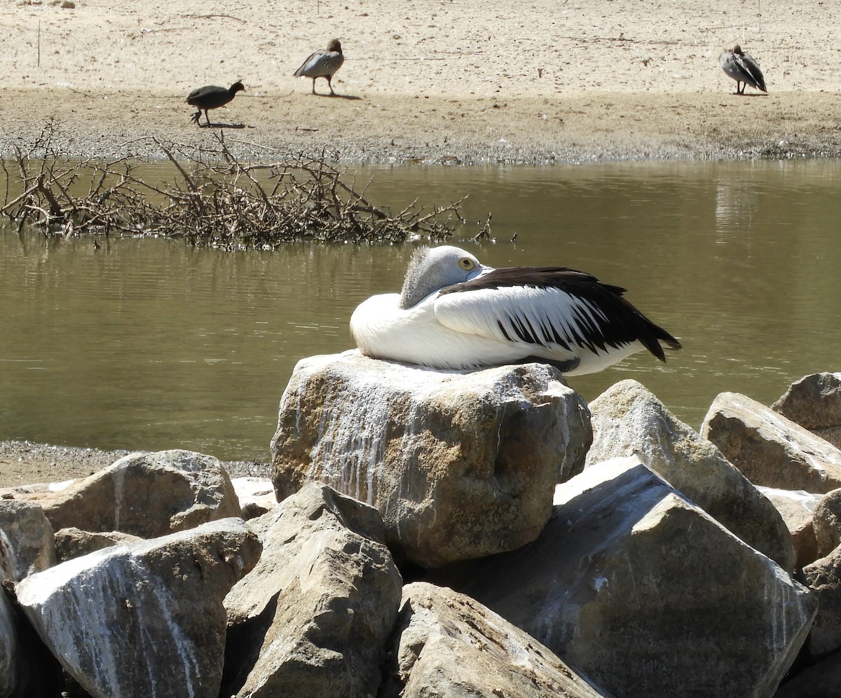 Australian Pelican - ML628230558