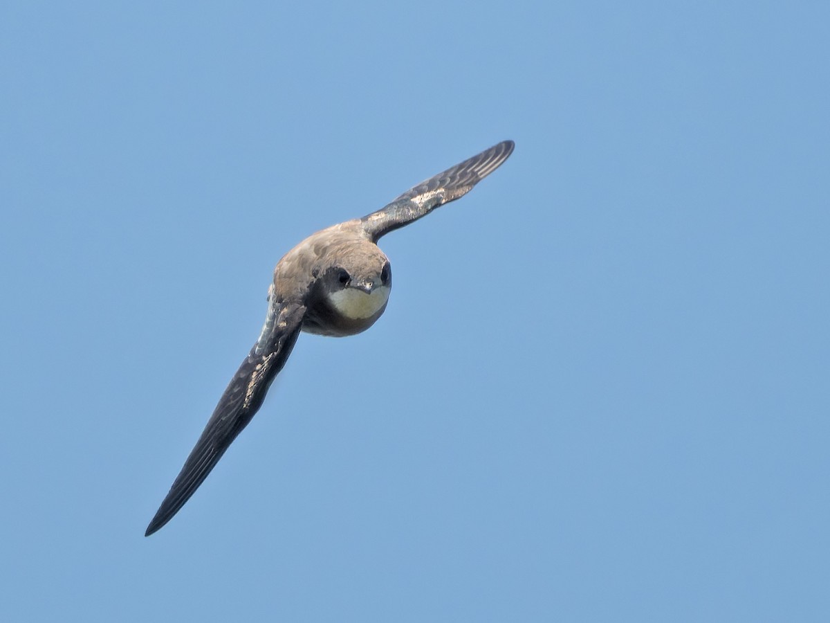 White-throated Needletail - ML628230572