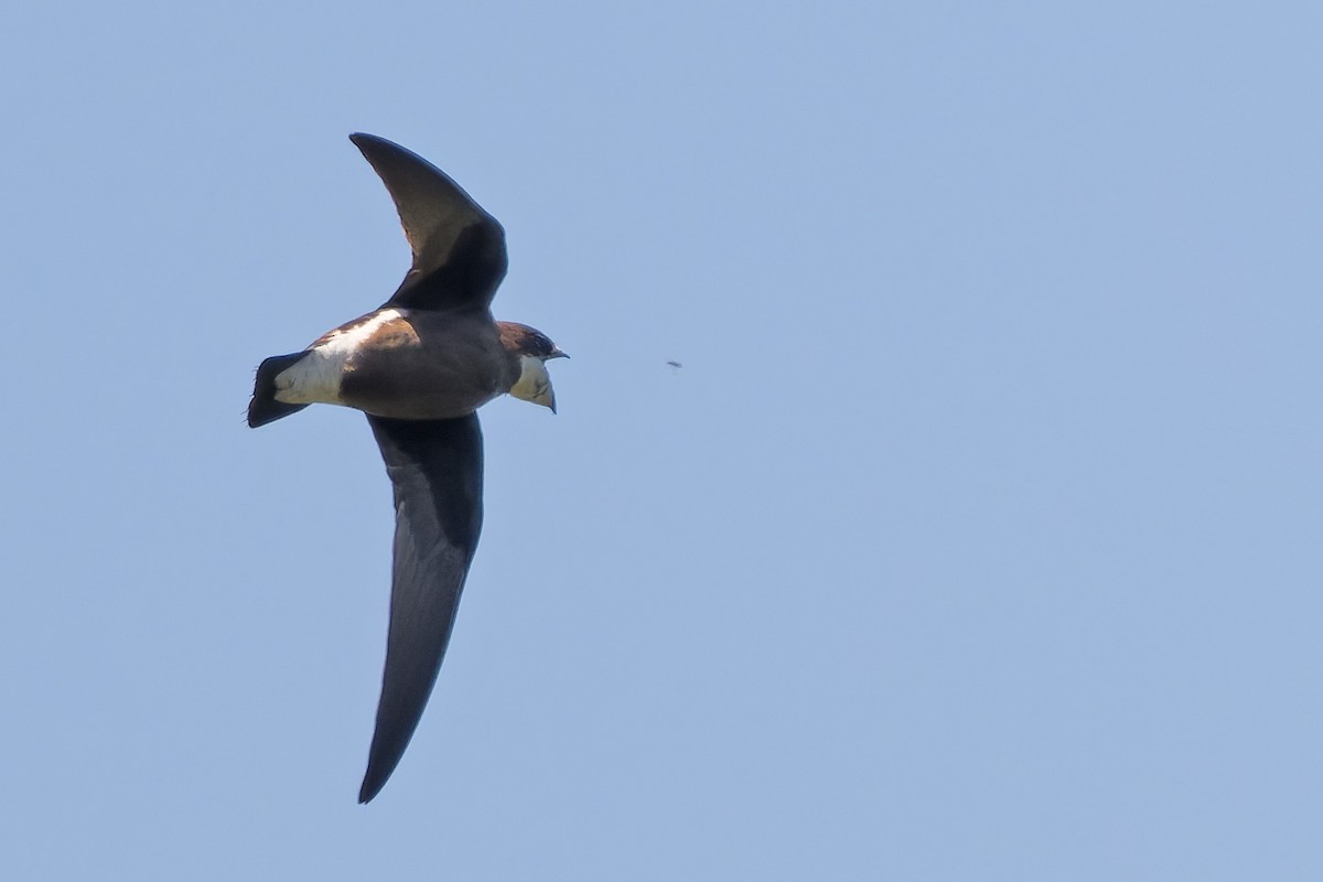 White-throated Needletail - ML628230573