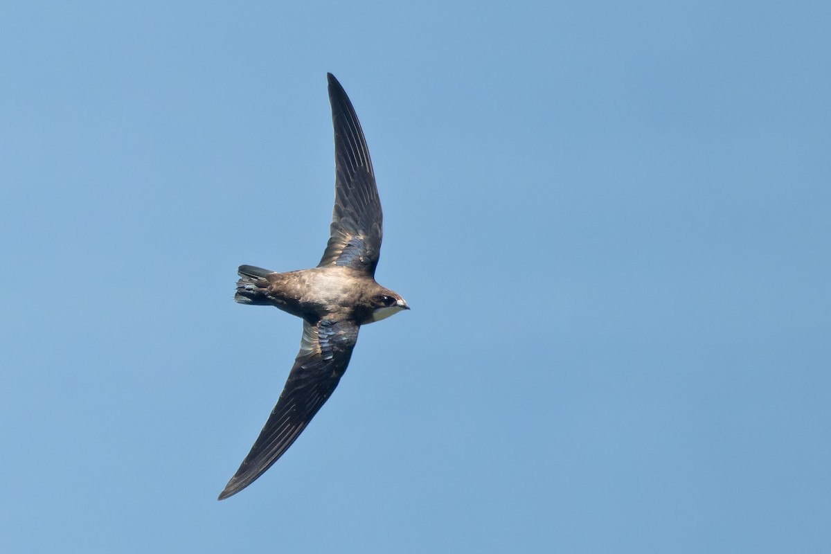 White-throated Needletail - ML628230574