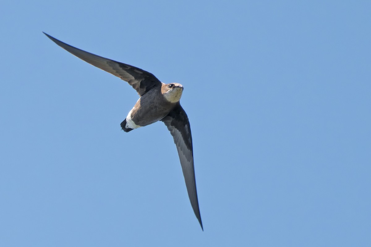 White-throated Needletail - ML628230575