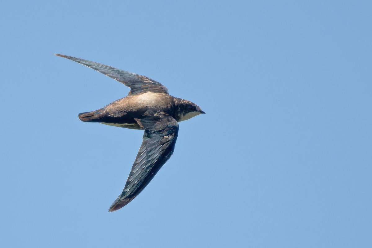 White-throated Needletail - ML628230576