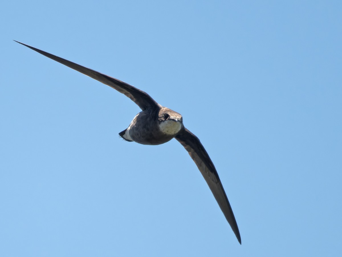 White-throated Needletail - ML628230577