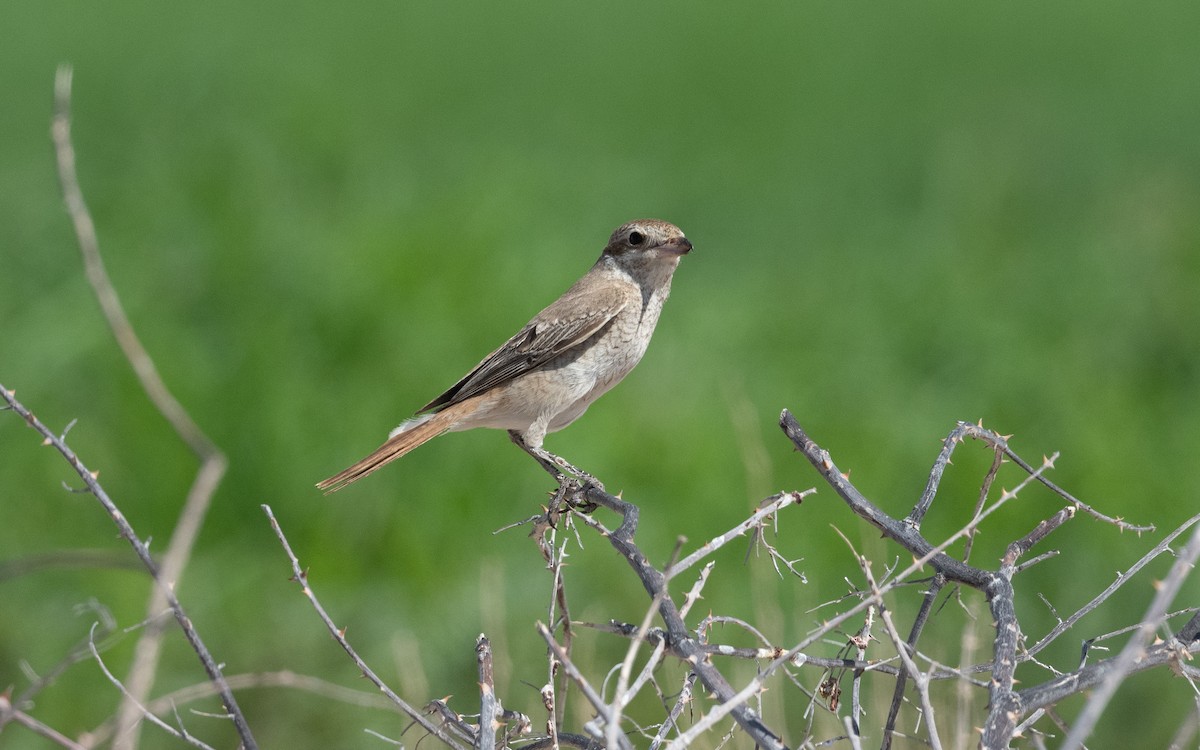 Red-tailed Shrike - ML628230651