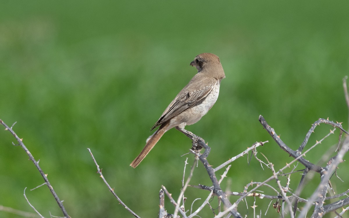 Red-tailed Shrike - ML628230652
