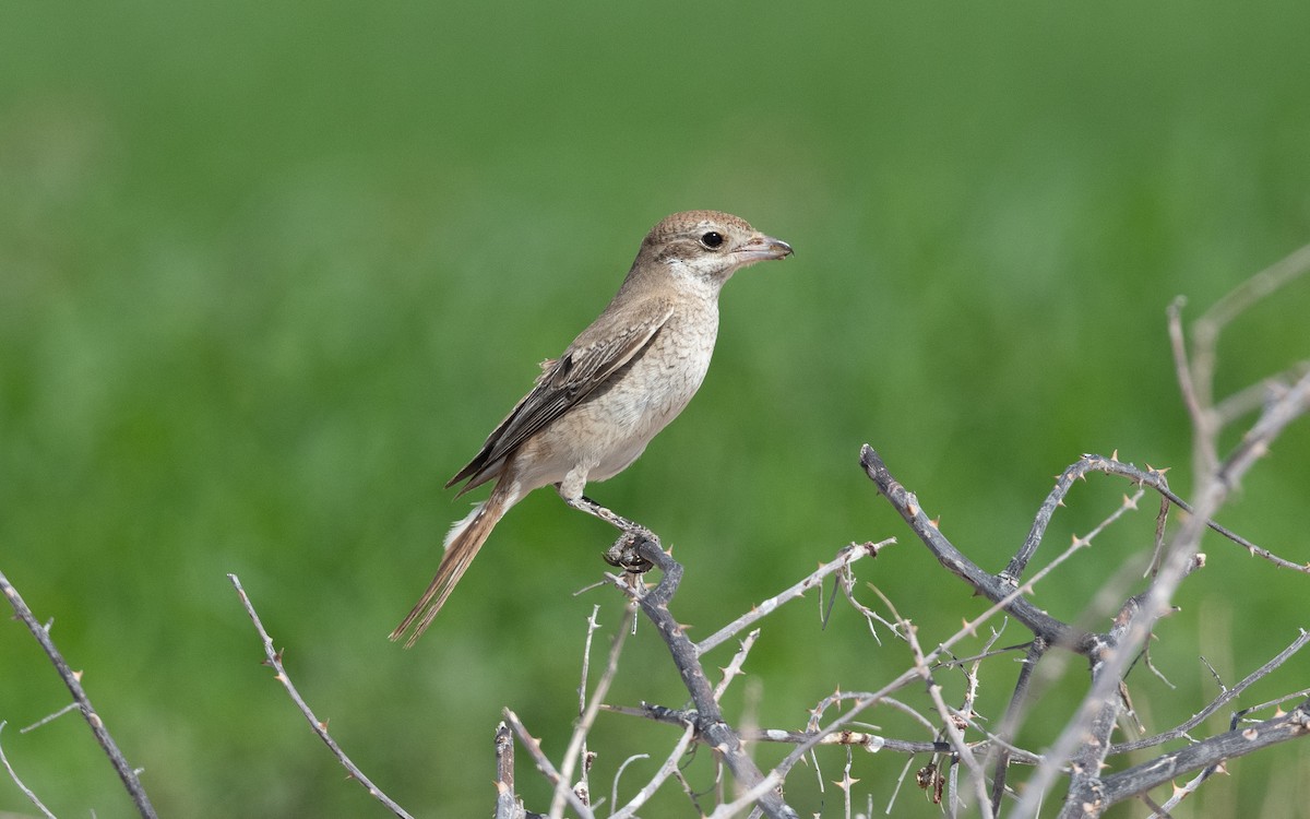 Red-tailed Shrike - ML628230653