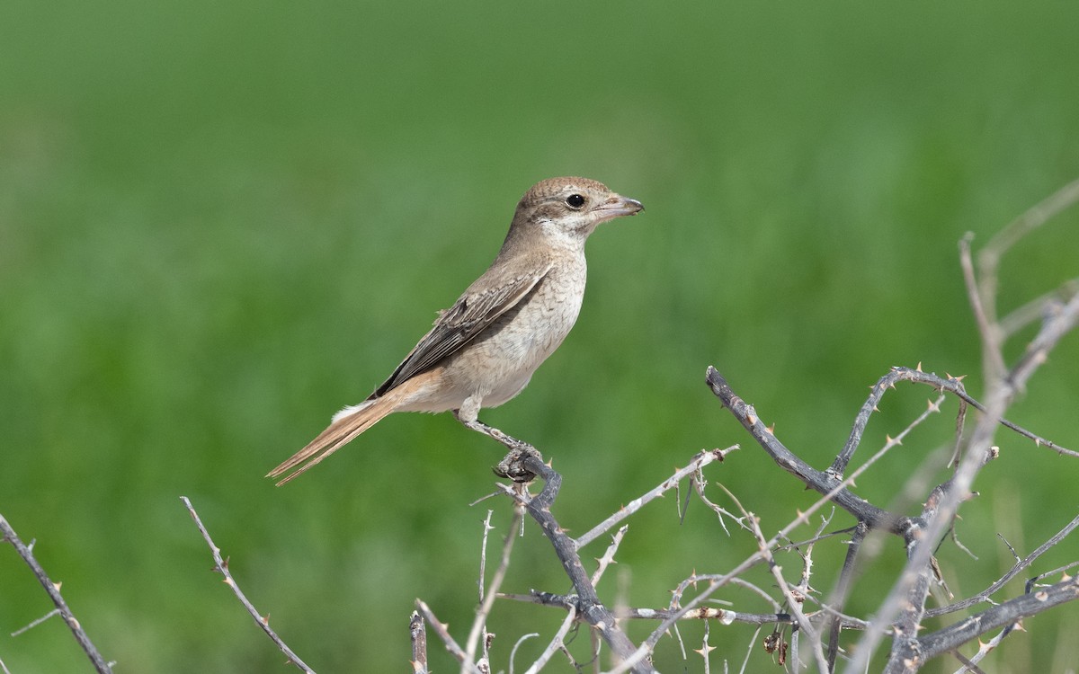 Red-tailed Shrike - ML628230654