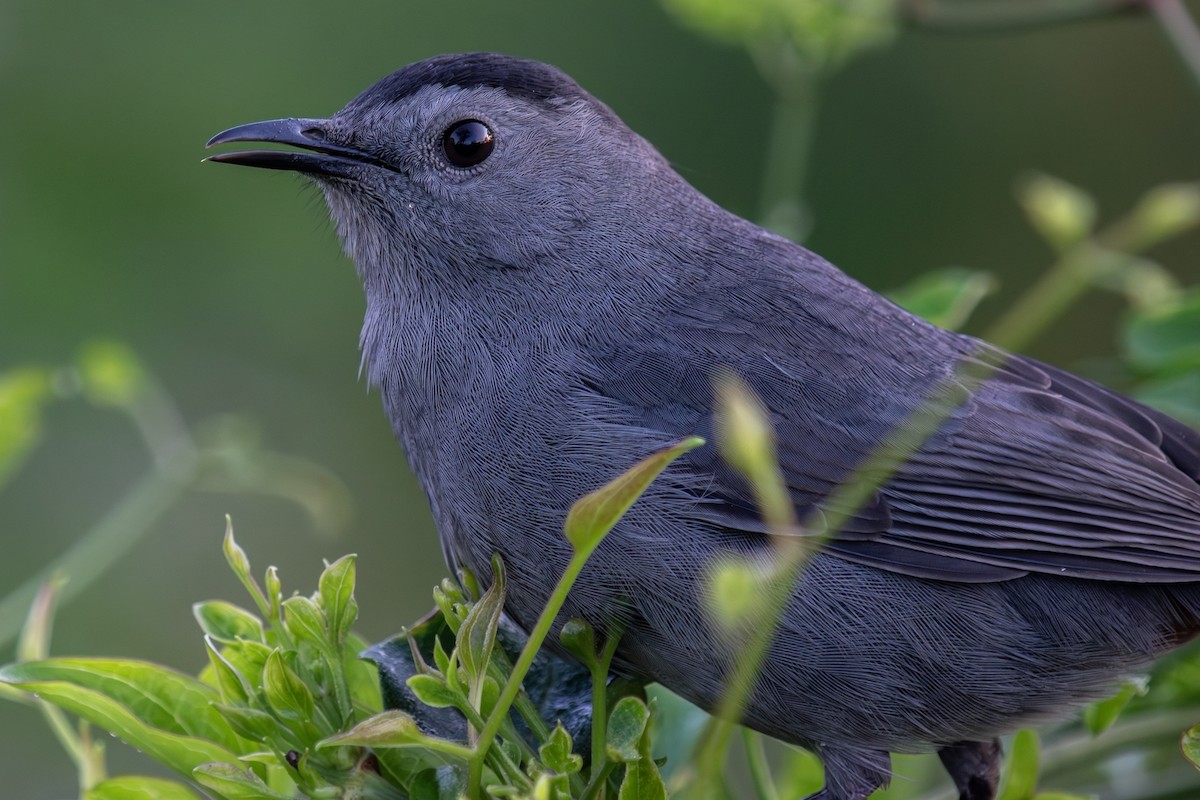 Gray Catbird - ML628230681