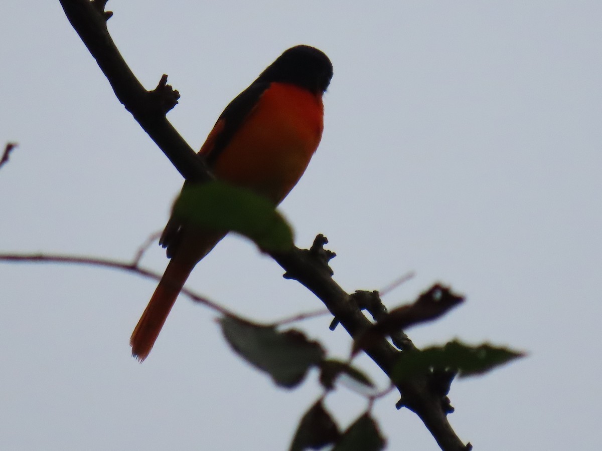 Small Minivet - ML628230702