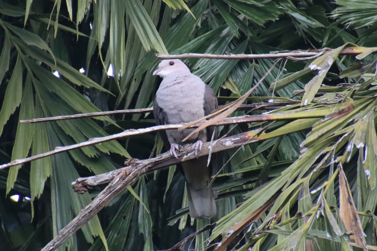 Malabar Imperial-Pigeon - ML628230800