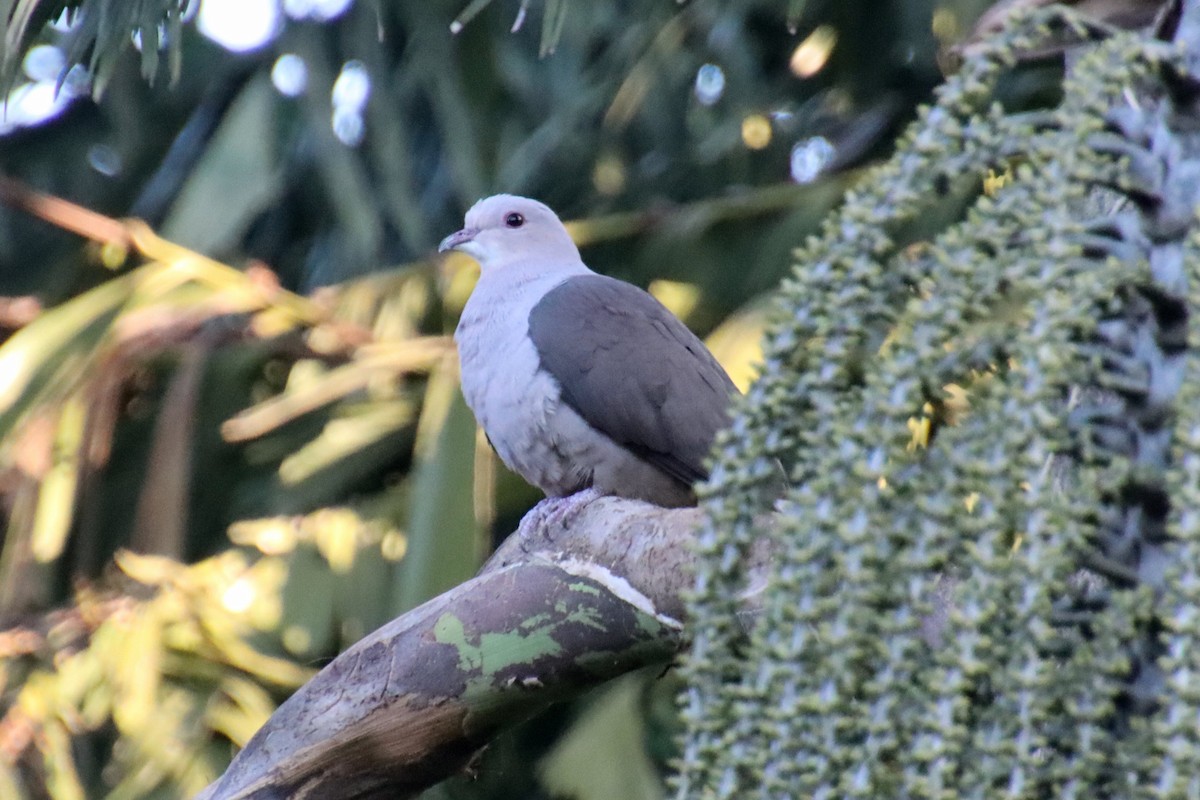 Malabar Imperial-Pigeon - ML628230801