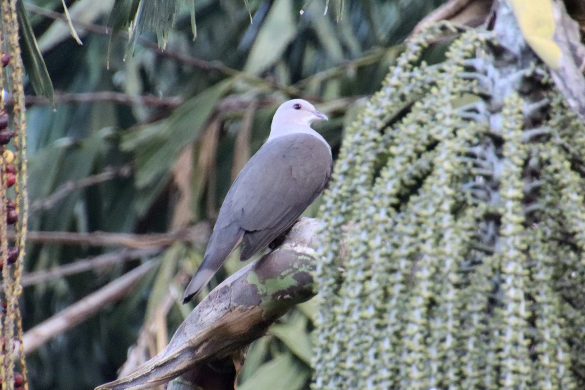 Malabar Imperial-Pigeon - ML628230802