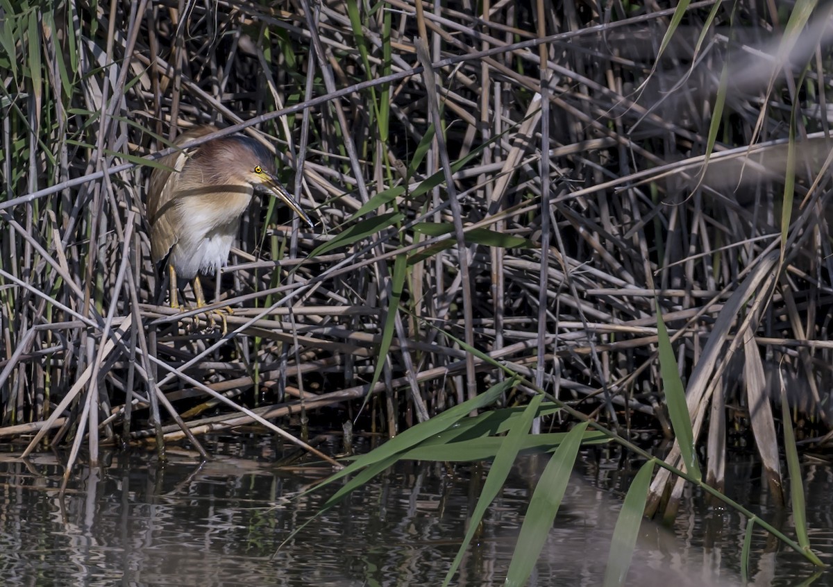 Yellow Bittern - ML628230837