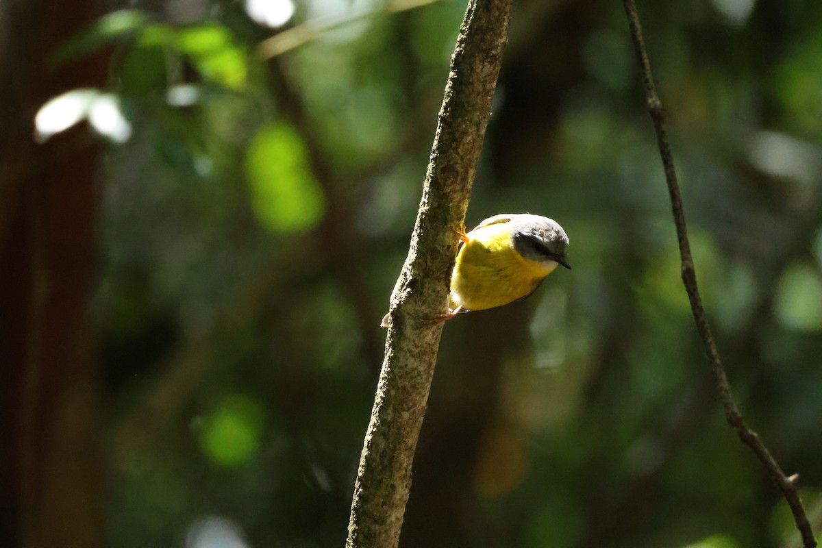 Eastern Yellow Robin - ML628230928