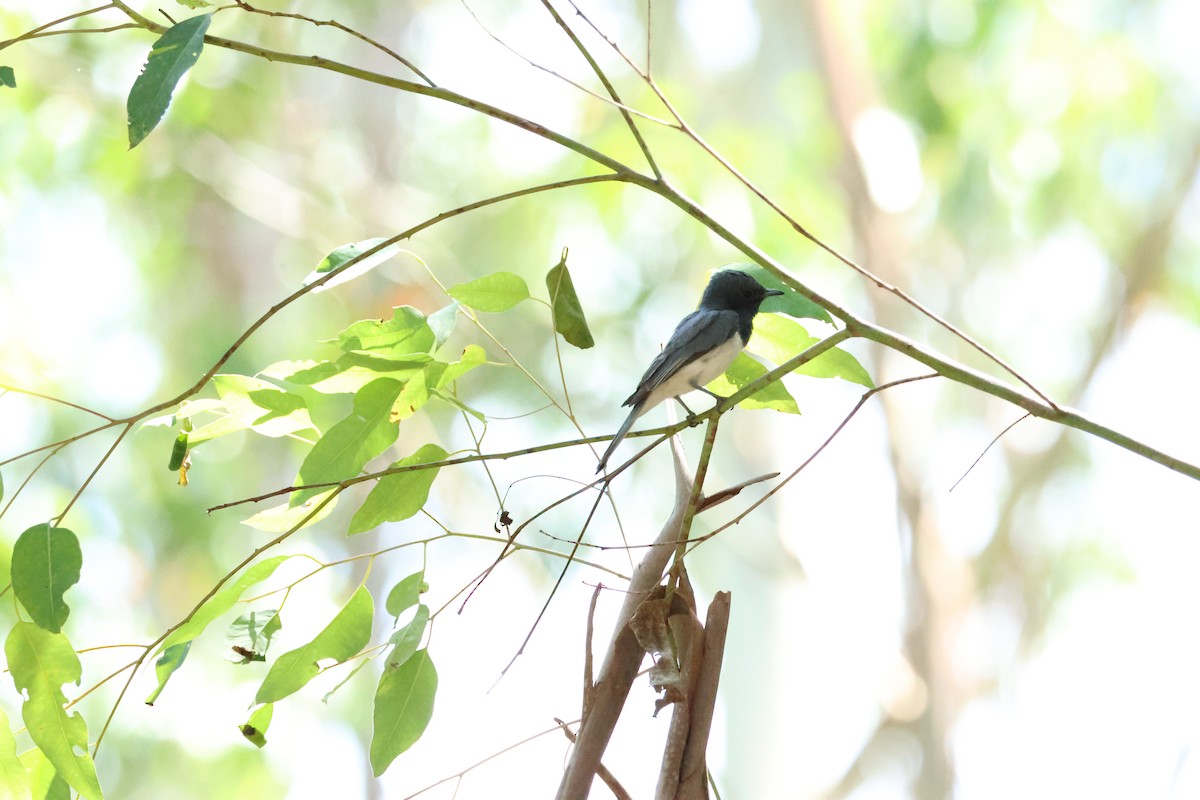 Leaden Flycatcher - ML628230938