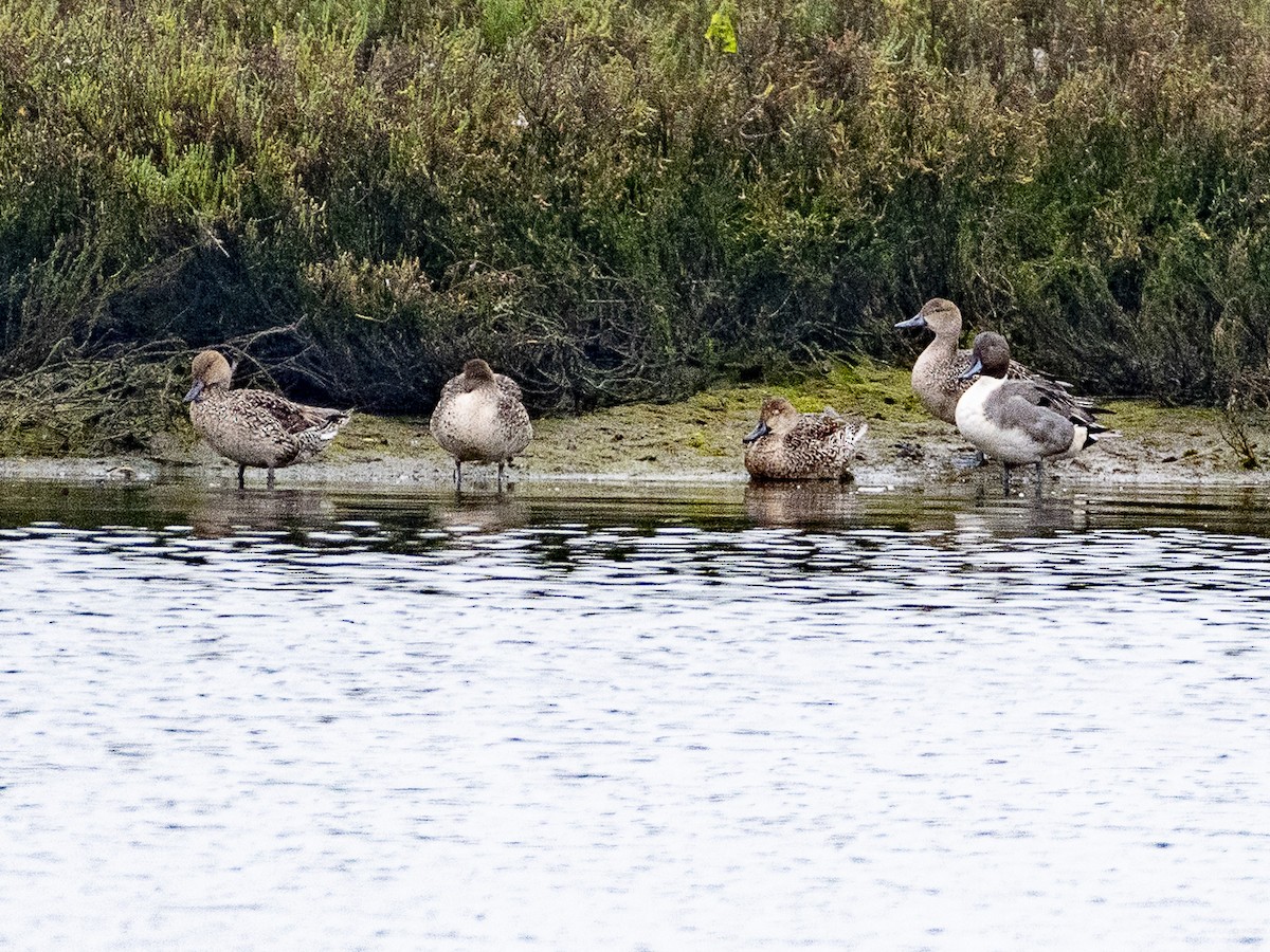 Northern Pintail - ML628231104