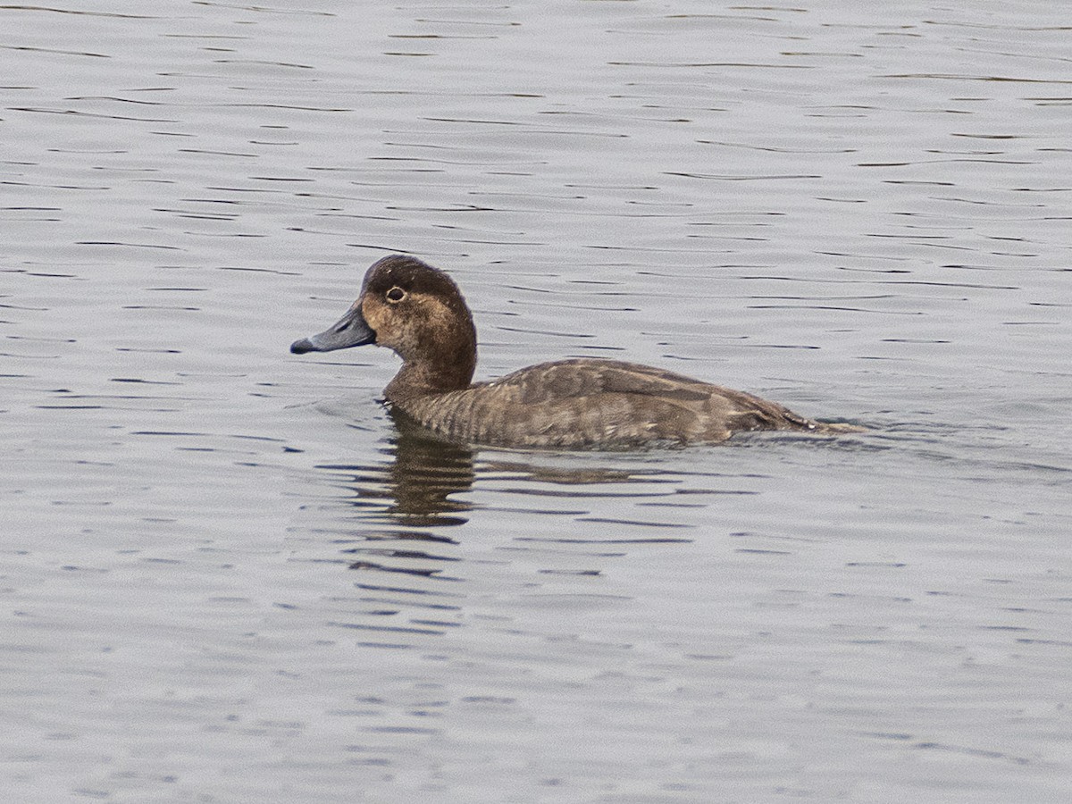 Northern Pintail - ML628231109