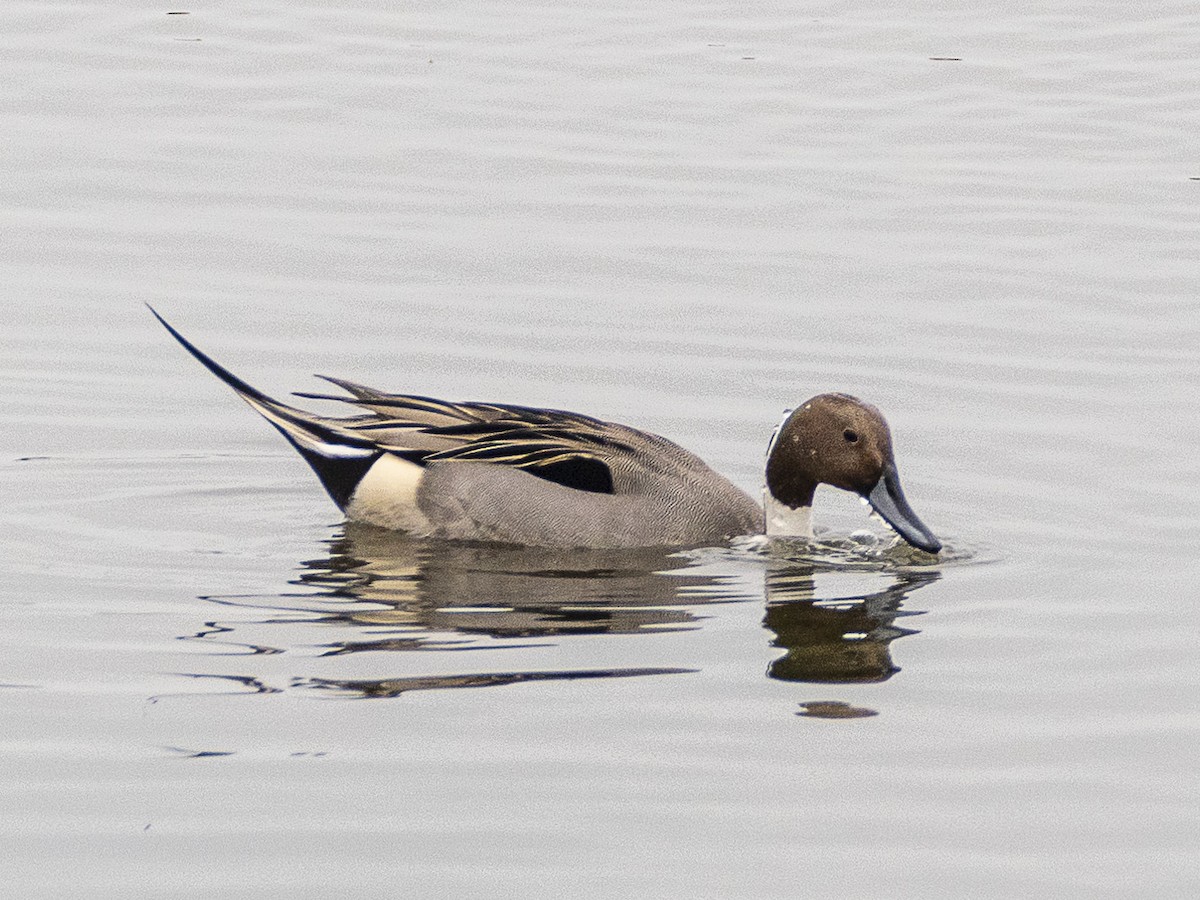 Northern Pintail - ML628231117