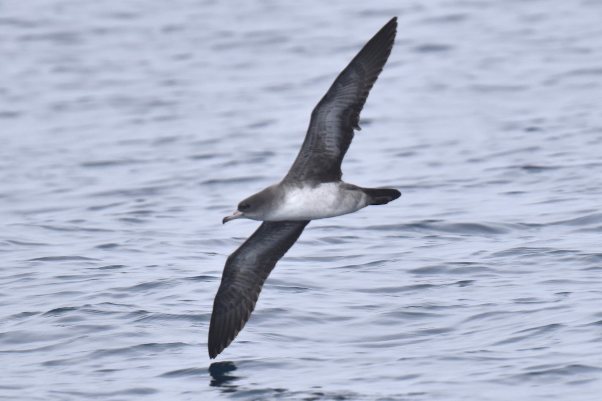 Puffin à pieds roses - ML628231197