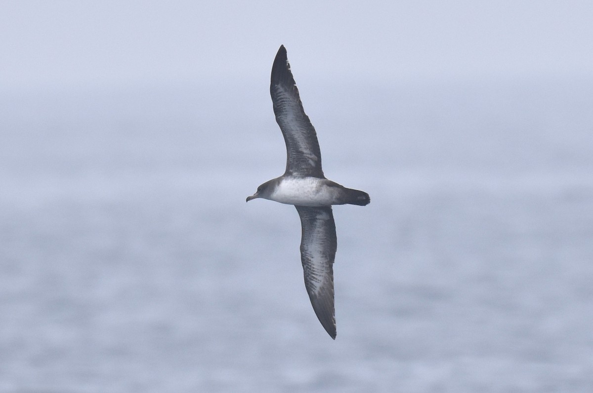 Puffin à pieds roses - ML628231234