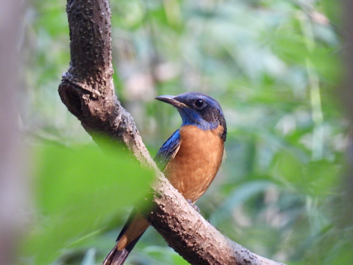 Blaukopfrötel - ML628231346