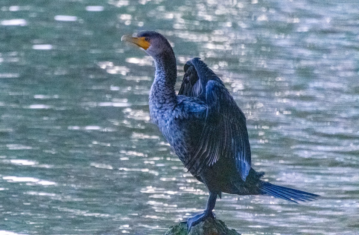 Double-crested Cormorant - ML628231464