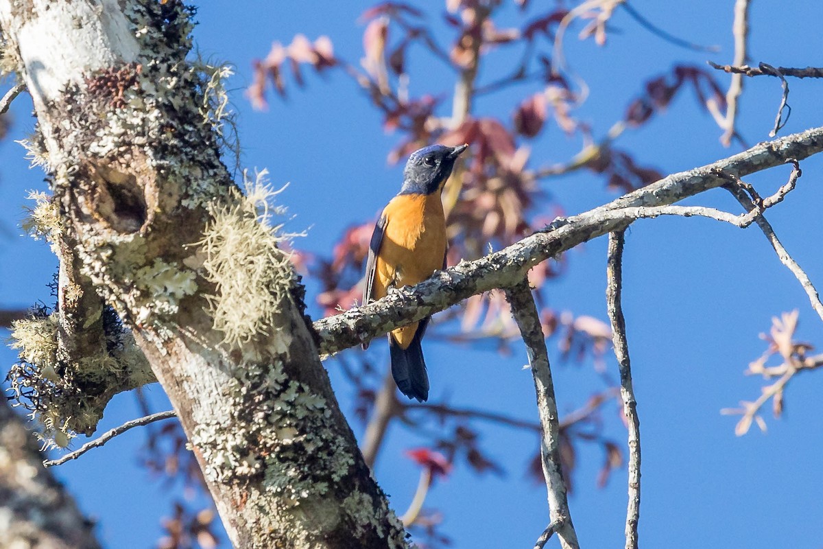 Chestnut-bellied Rock-Thrush - ML628231569