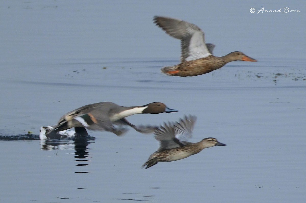 Northern Pintail - ML628231592