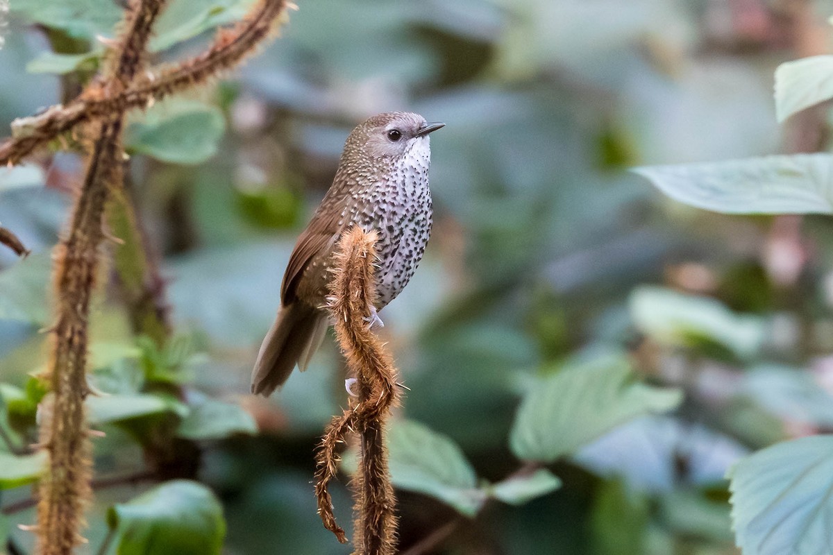 Chin Hills Wren-Babbler - ML628231812