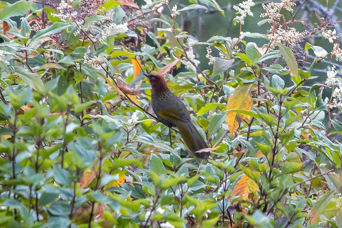 Assam Laughingthrush - ML628231850