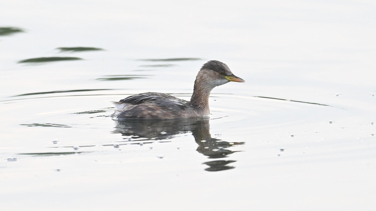 ML628231915 - Little Grebe (Little) - Macaulay Library