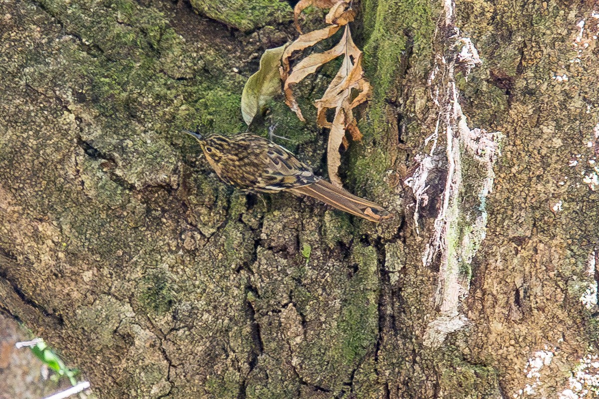Hume's Treecreeper - ML628232002