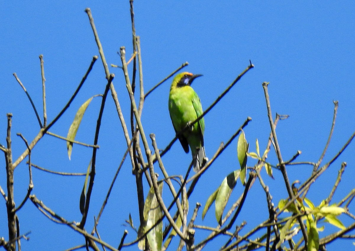 Golden-fronted Leafbird - ML628232007