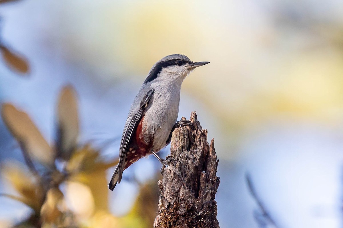 Chestnut-vented Nuthatch - ML628232021