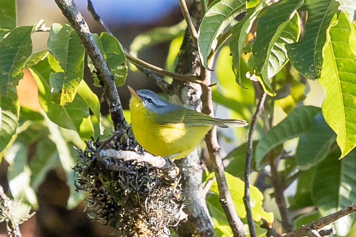Gray-hooded Warbler - ML628232045