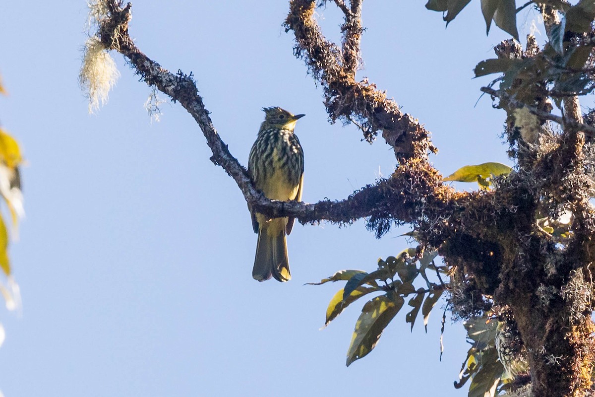 Striated Bulbul - ML628232093