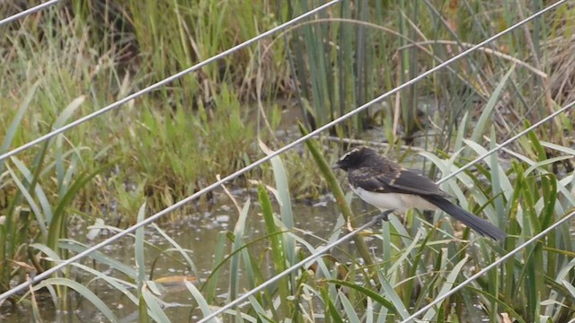 Willie-wagtail - ML628232097