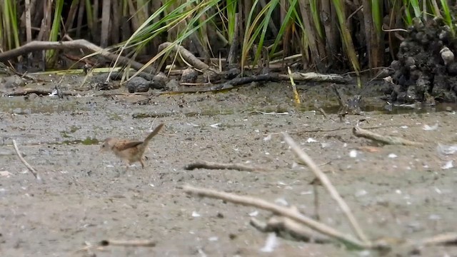Little Grassbird - ML628232150