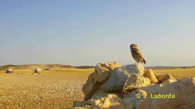 Хотны бүгээхэй - ML628232235
