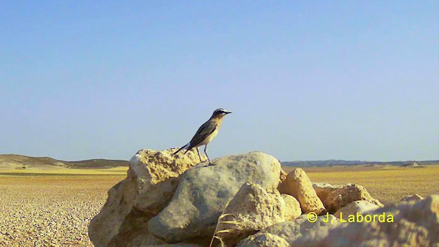 Western Black-eared Wheatear - ML628232244