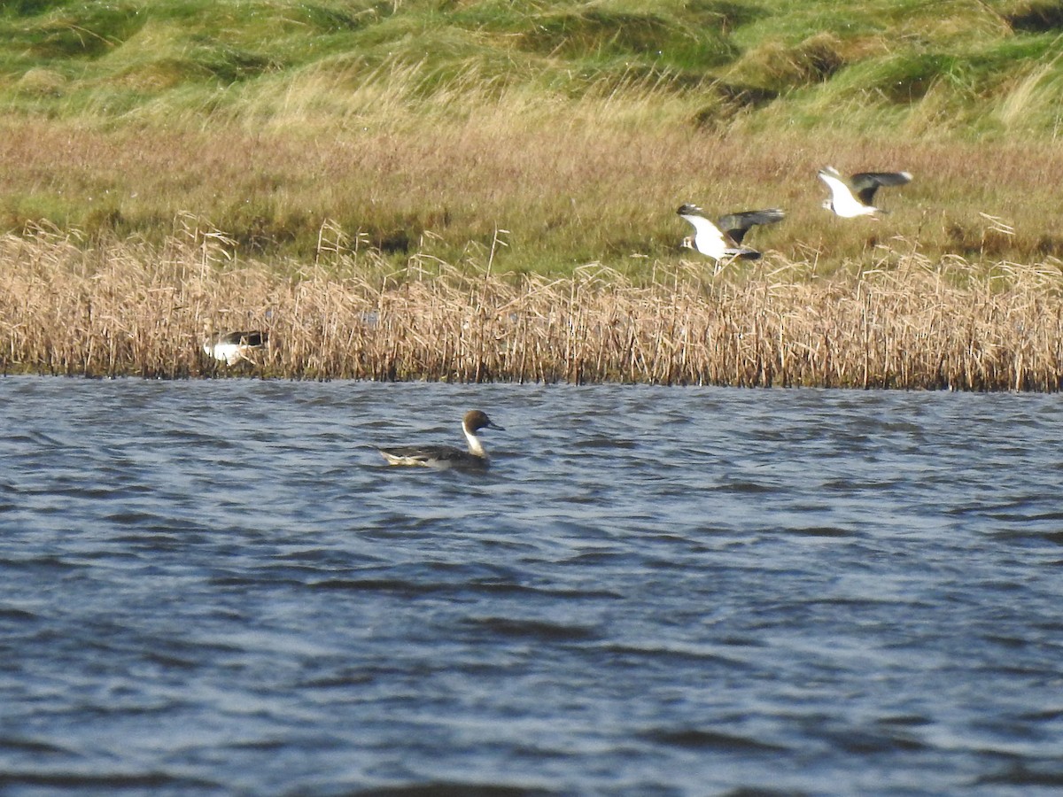 Northern Pintail - ML628232292