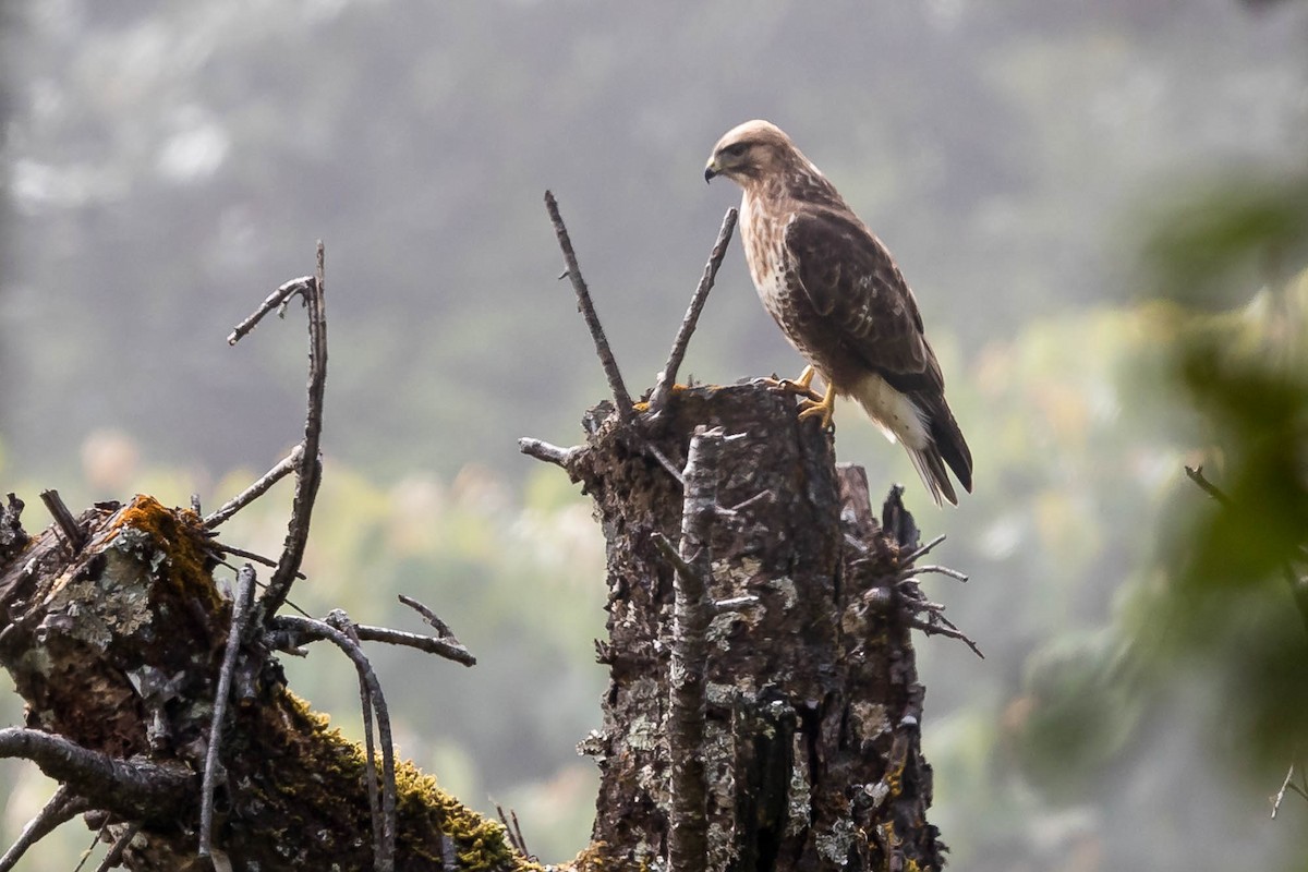 Eastern Buzzard - ML628232299