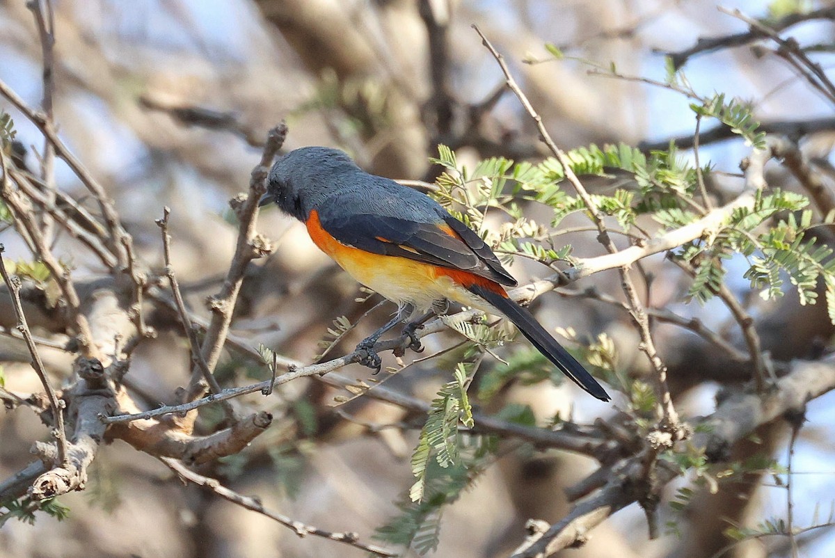 Small Minivet - ML628232392