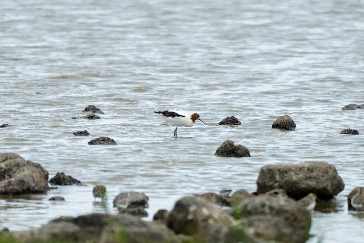 Red-necked Avocet - ML628232595