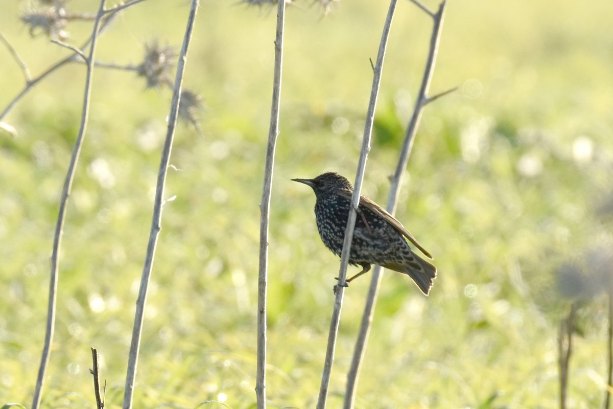 European Starling - ML628232620