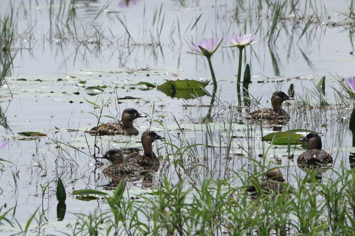 White-backed Duck - ML628232642