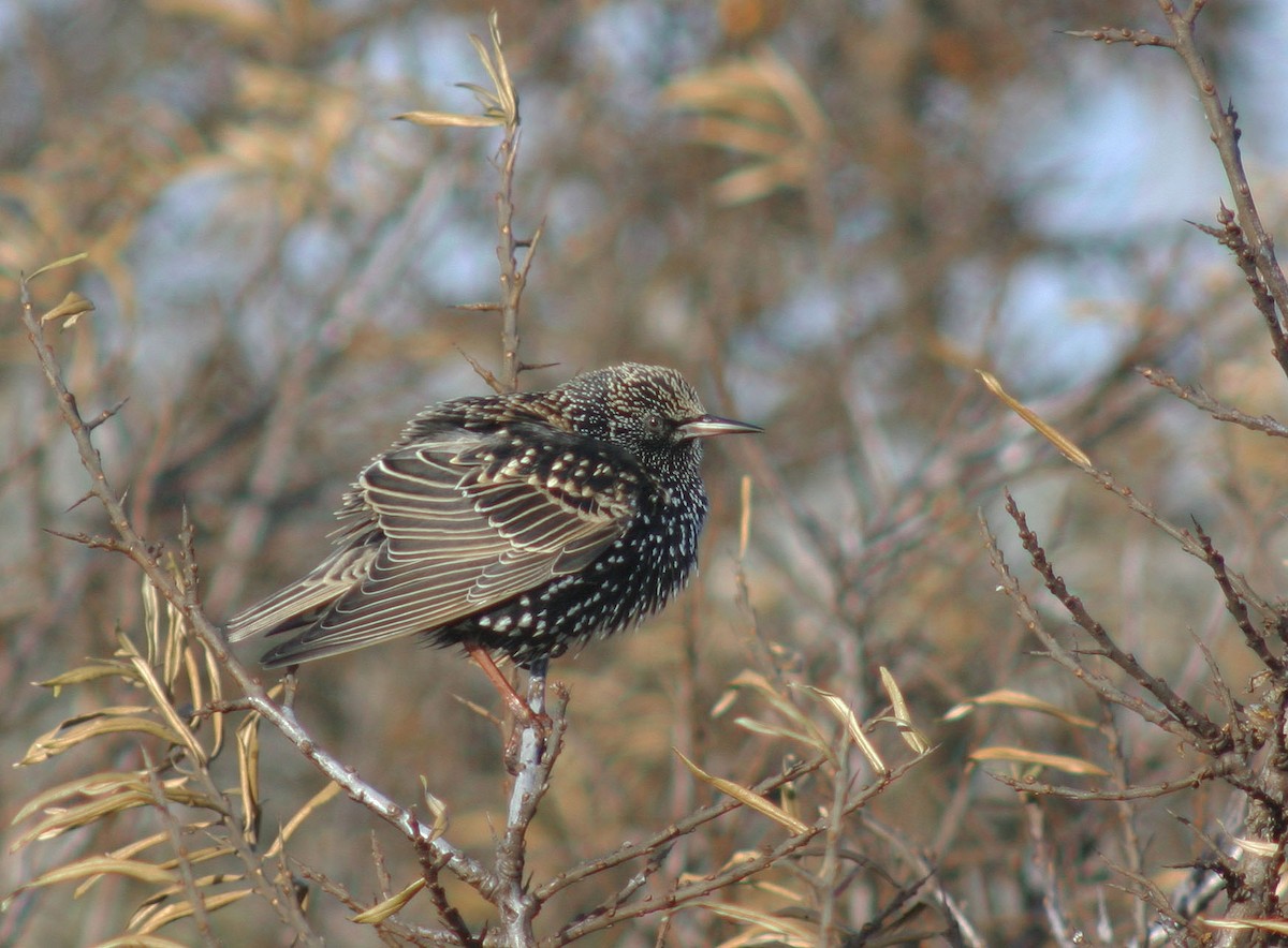 European Starling - ML628232649