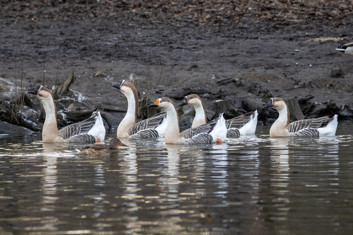 Swan Goose - ML628232653