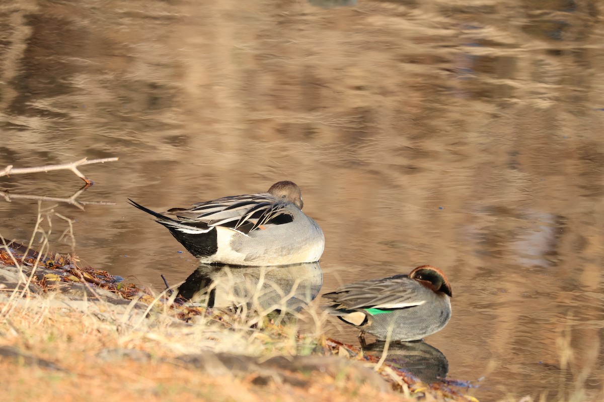 Northern Pintail - ML628232679