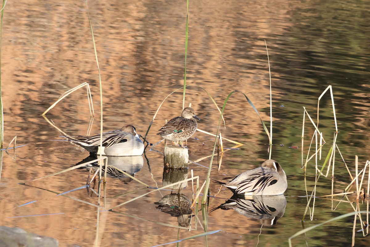 Northern Pintail - ML628232680